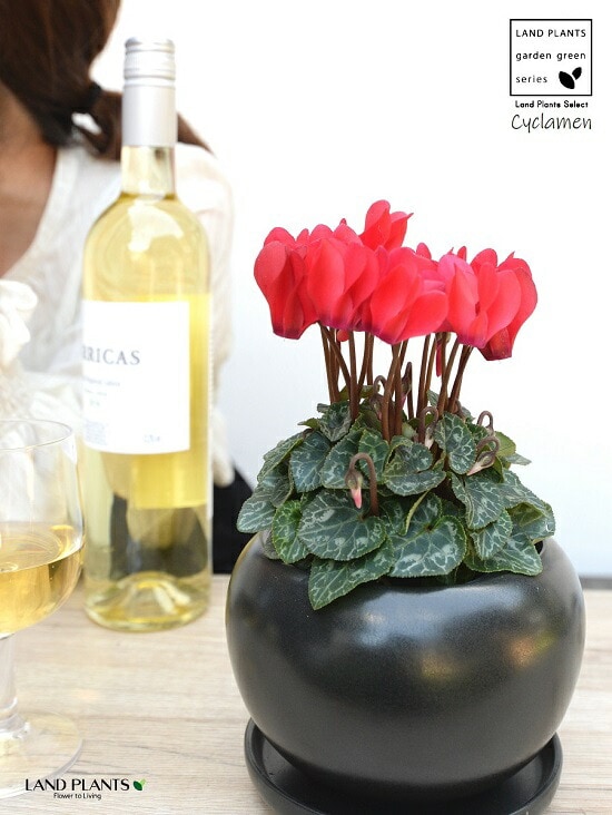 dショッピング |ガーデンシクラメン（斑入り：赤花） 白色 大丸 陶器鉢