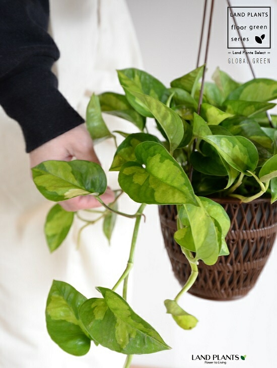 dショッピング |ポトス（グローバルグリーン） 5号 ハンギングポット