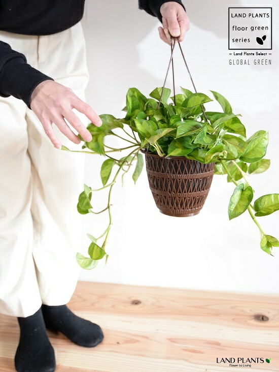 dショッピング |ポトス（グローバルグリーン） 5号 ハンギングポット