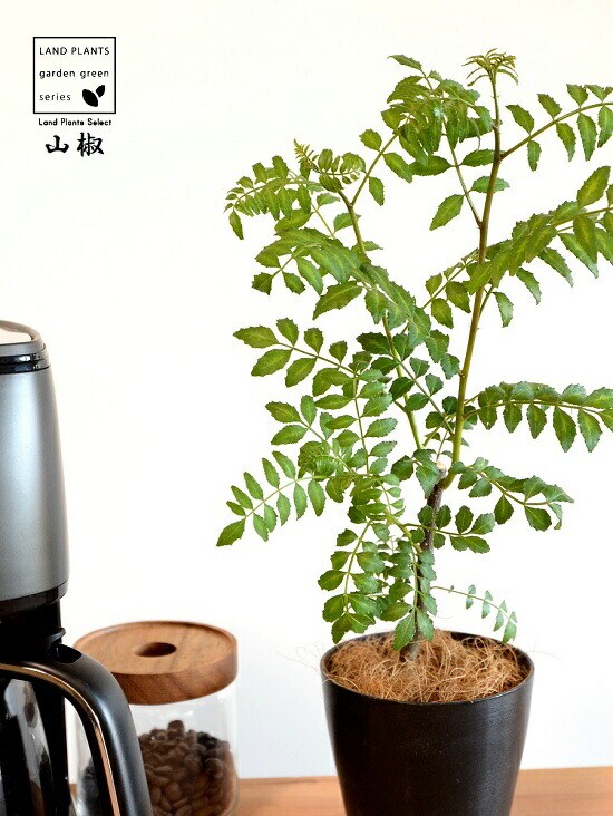 dショッピング |【お試し】 山椒（サンショウ） 4号 黒色 プラスチック