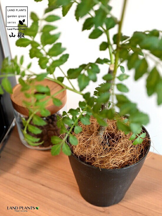 dショッピング |【お試し】 山椒（サンショウ） 4号 黒色 プラスチック