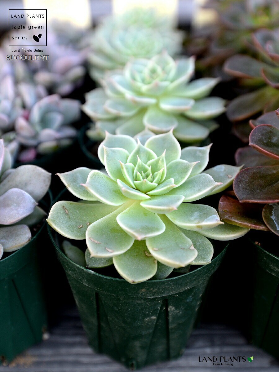 dショッピング |【お試し】 多肉植物 グラプトベリア （マーガレット