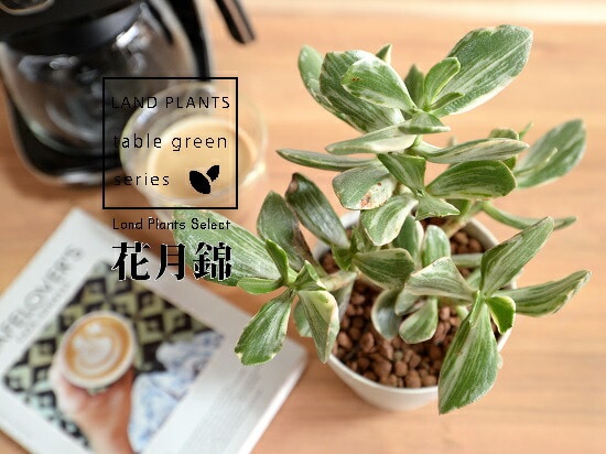 dショッピング |【お試し】 カネノナルキ（花月錦：斑入り） 4号 白色