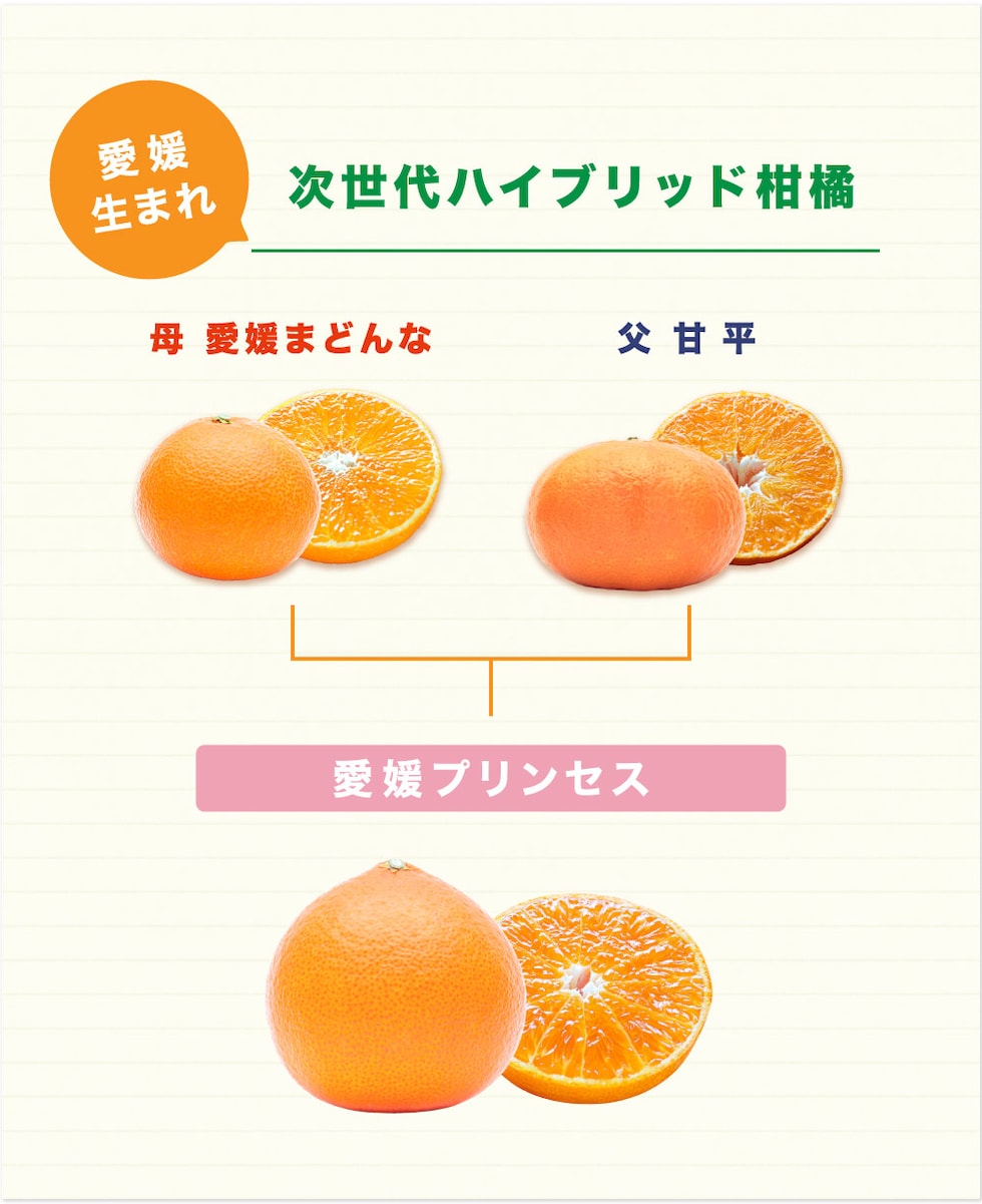 次世代のハイブリッド柑橘