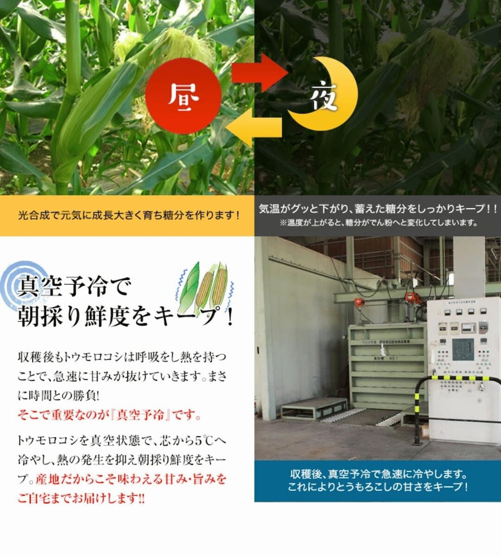 真空予冷で鮮度をキープ