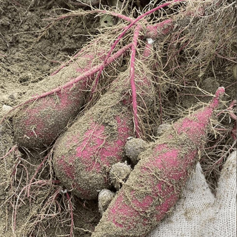 さつまいもイメージ