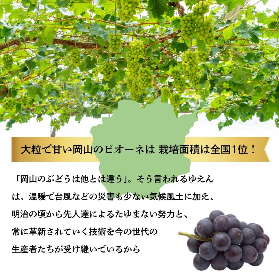 ピオーネ生産面積全国1位