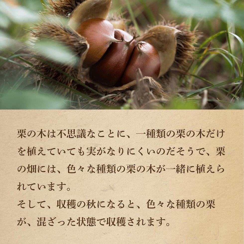 栗の栽培について