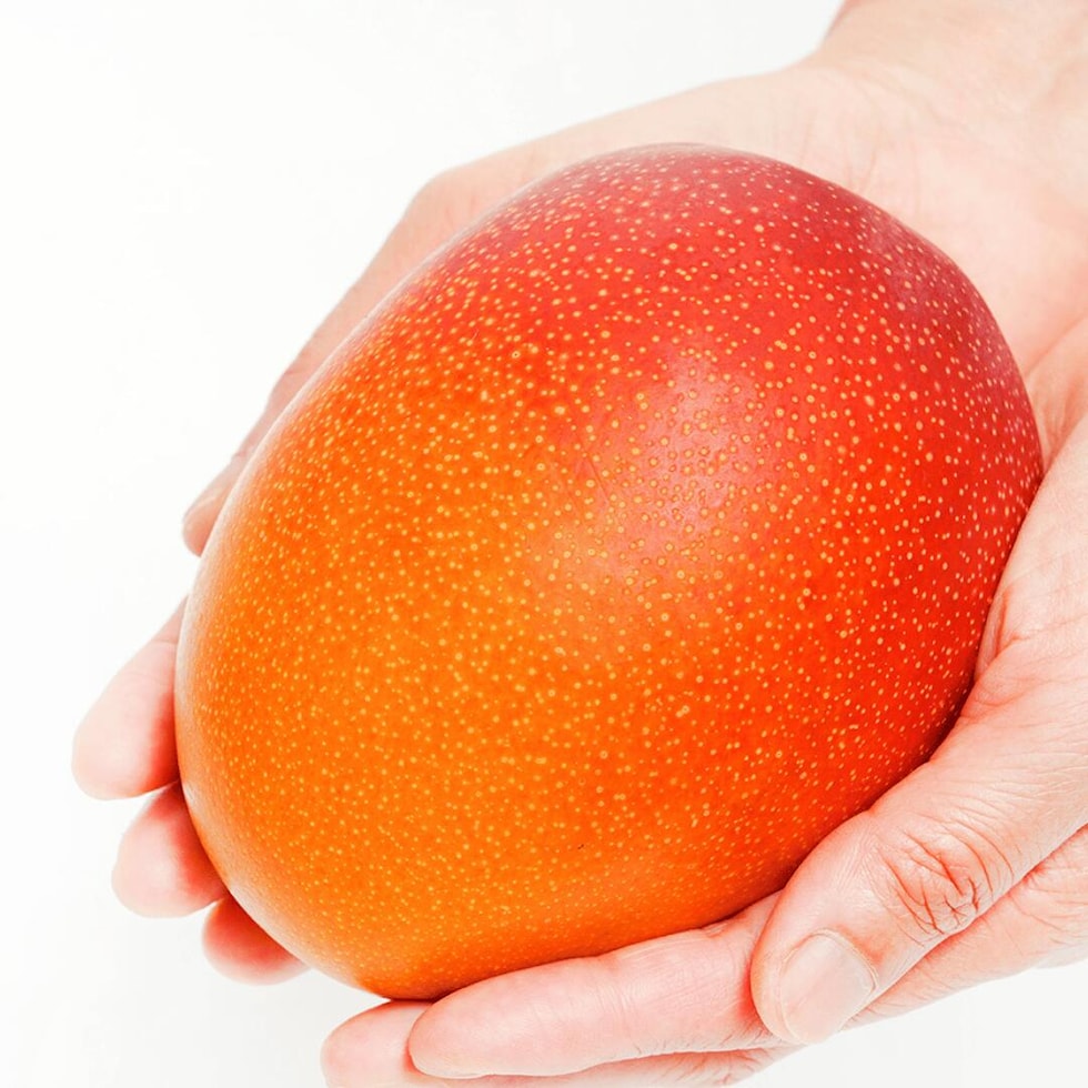 大きさのイメージ