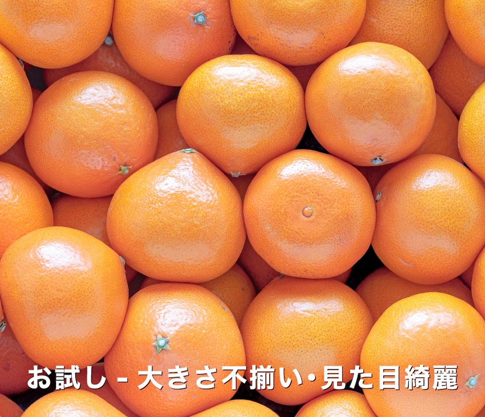 訳あり愛媛プリンセス