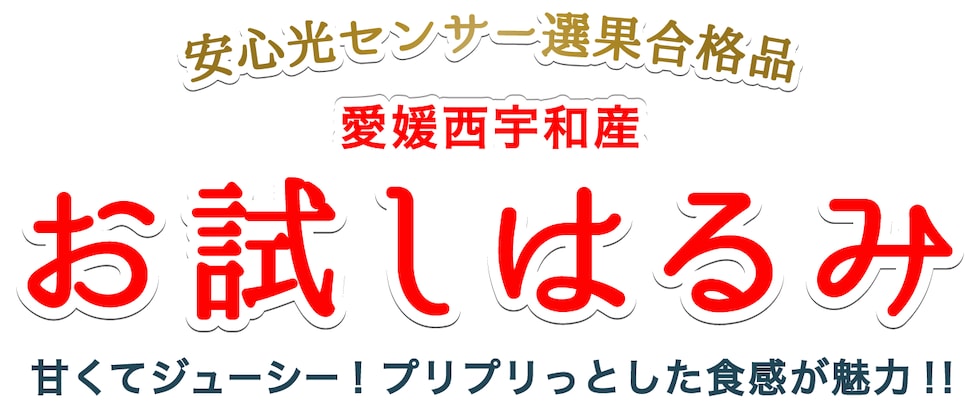 お試し愛媛はるみ