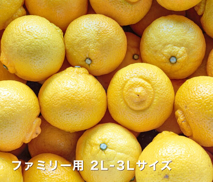 ファミリー用はるかイメージ