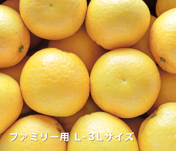 ファミリー用ジューシー柑イメージ