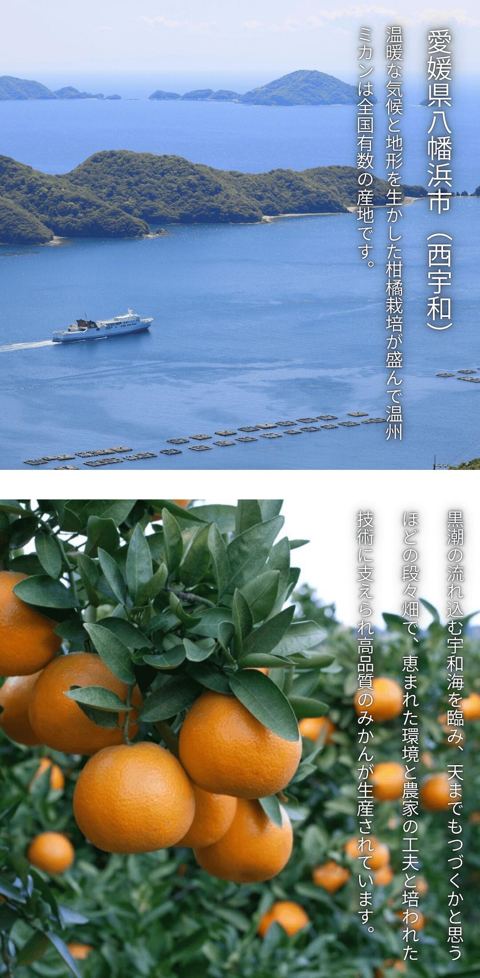 宇和海を臨む山の斜面に広がるみかん畑