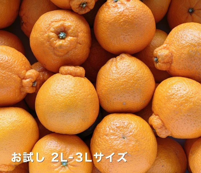 お試し用デコくんイメージ