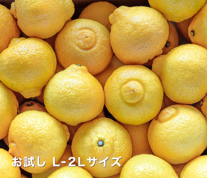 お試し愛媛はるかイメージ