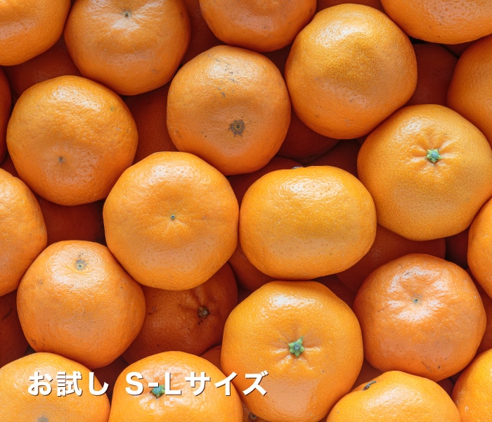 お試しはるみイメージ