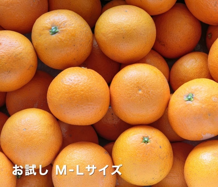 お試し用イメージ