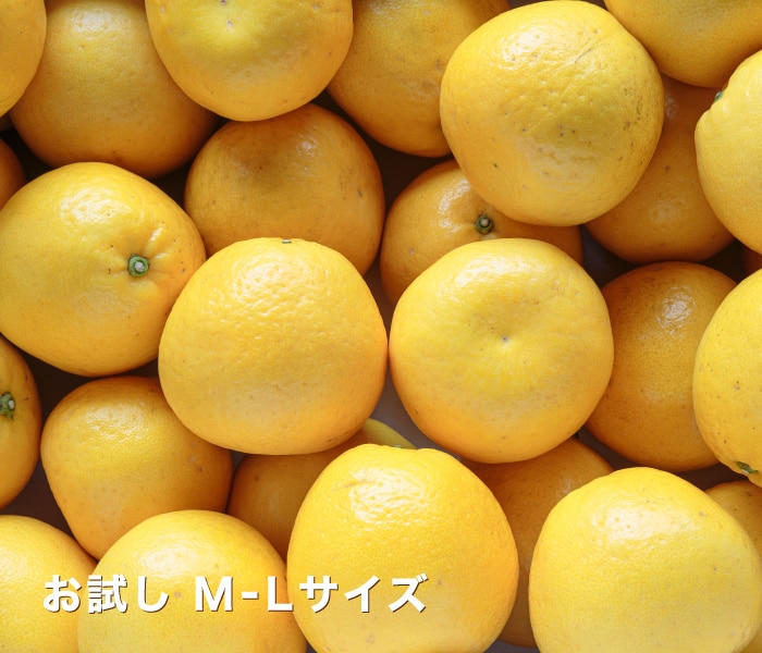 お試しイメージ