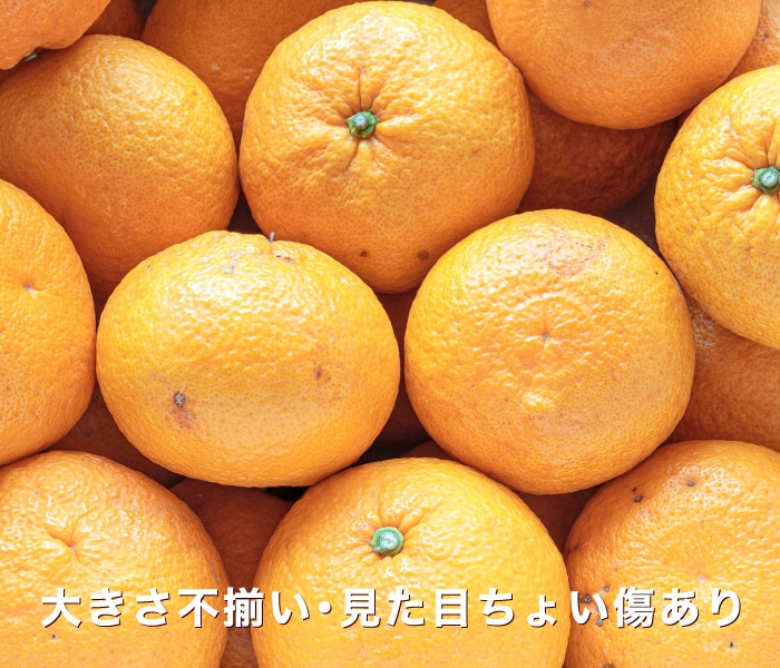 訳あり甘夏イメージ