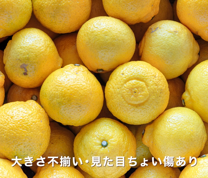 訳あり愛媛はるかイメージ