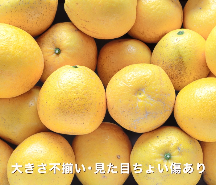 訳ありジューシー柑イメージ