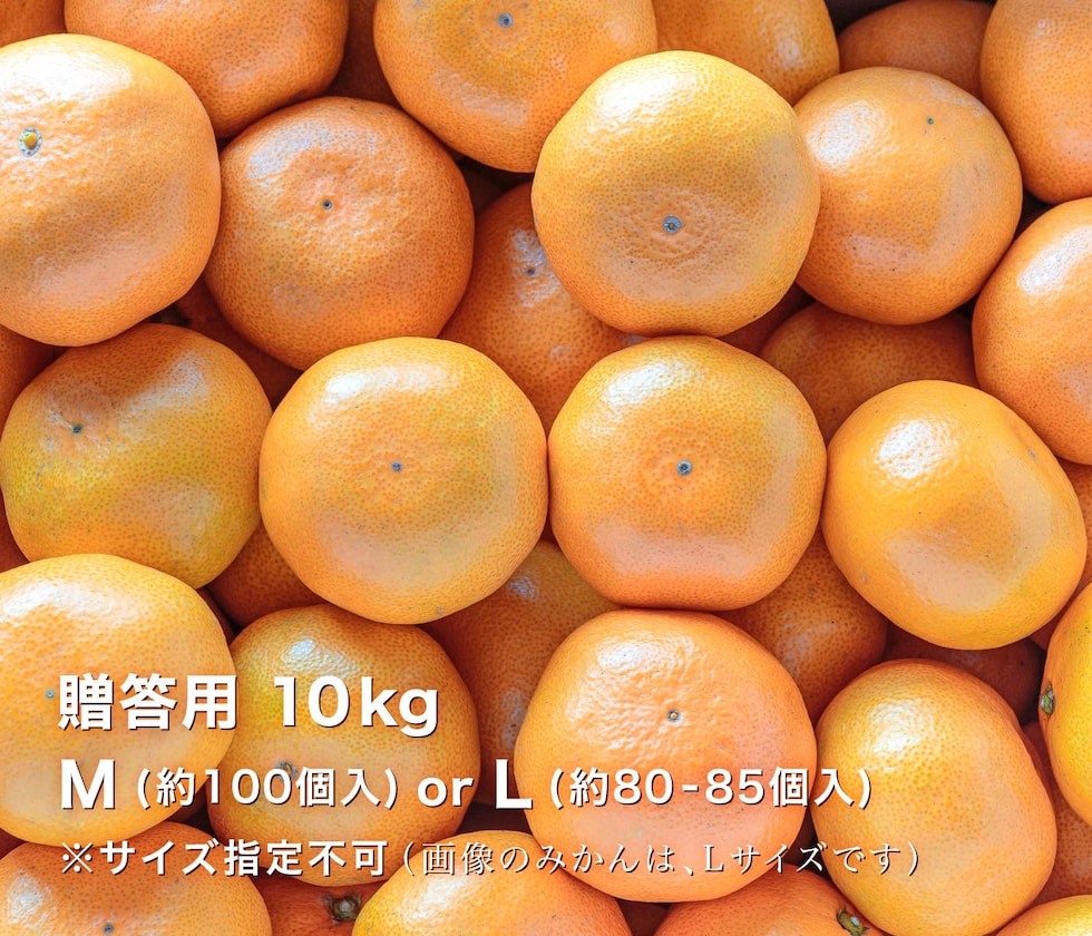 贈答用極早生みかん10kg