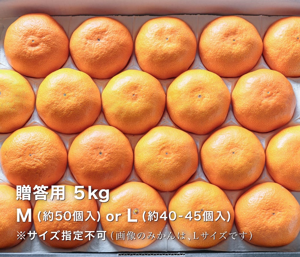 贈答用極早生みかん5kg