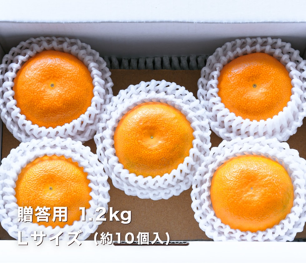 贈答用温室みかんL1.2kg