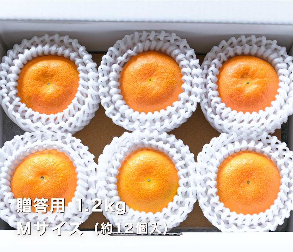 贈答用温室みかんM1.2kg