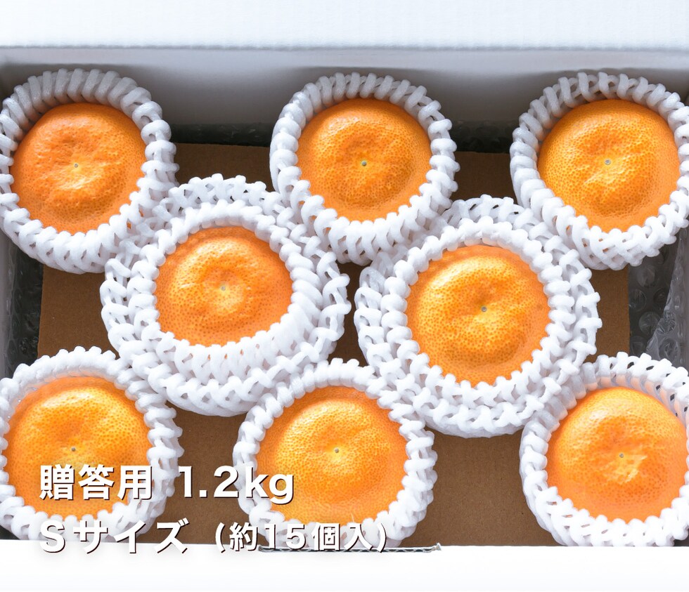 贈答用温室みかんS1.2kg