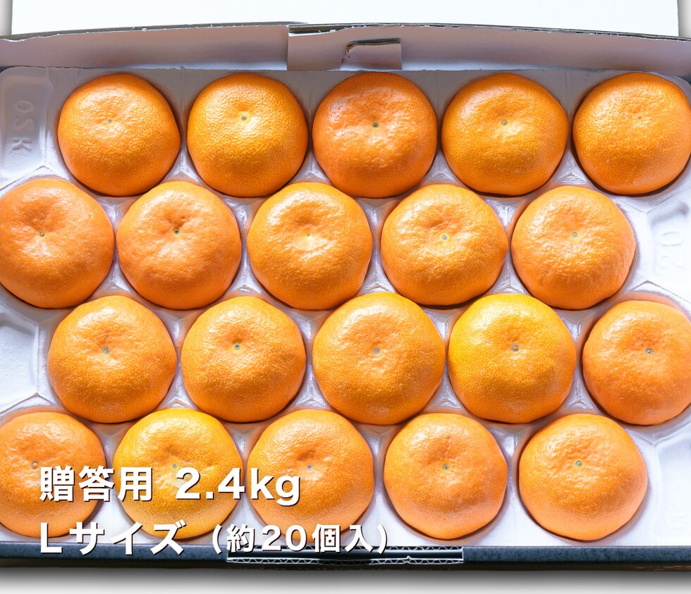 贈答用温室みかんL2.4kg
