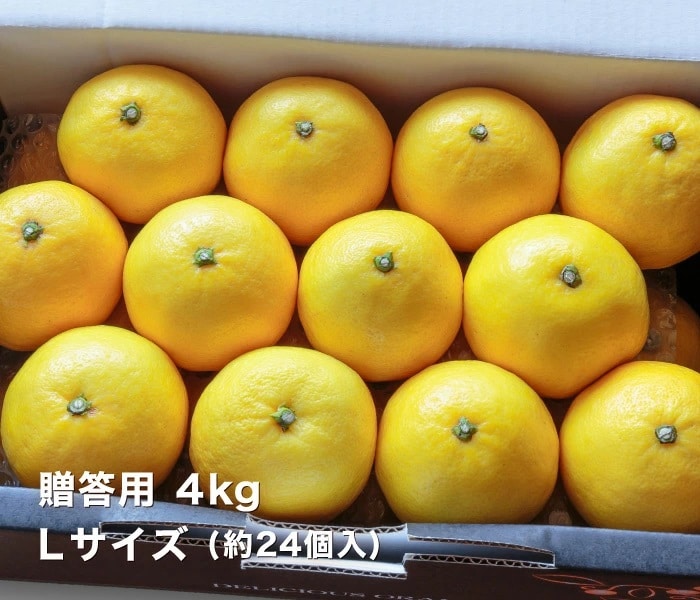 贈答4kgイメージ