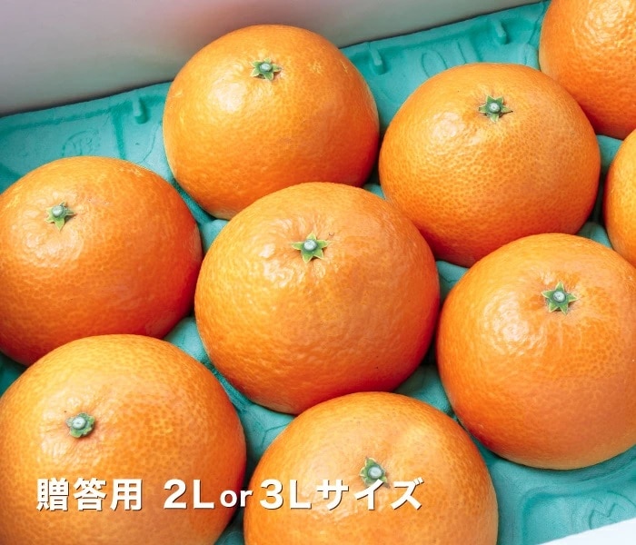 贈答愛媛まどんな2.5kg