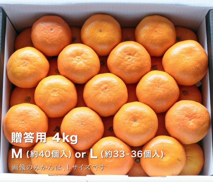 贈答用みかん4kg