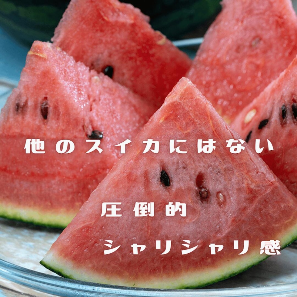 砂丘で育った小玉すいか