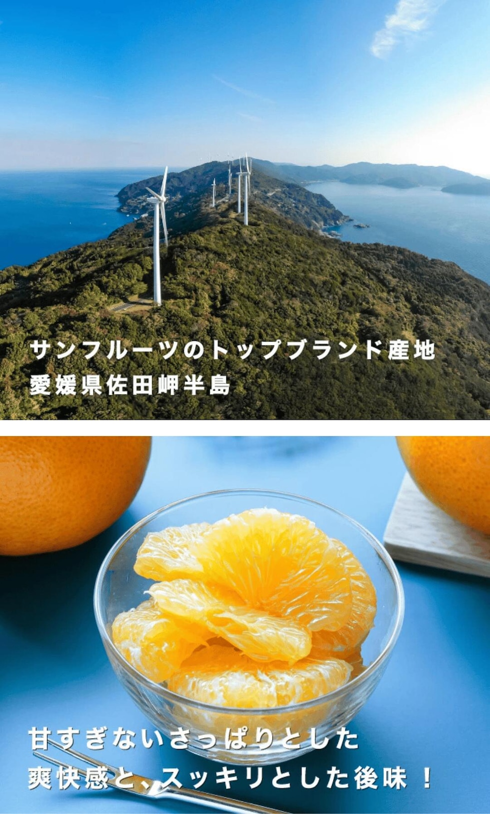 サンフルーツ画像
