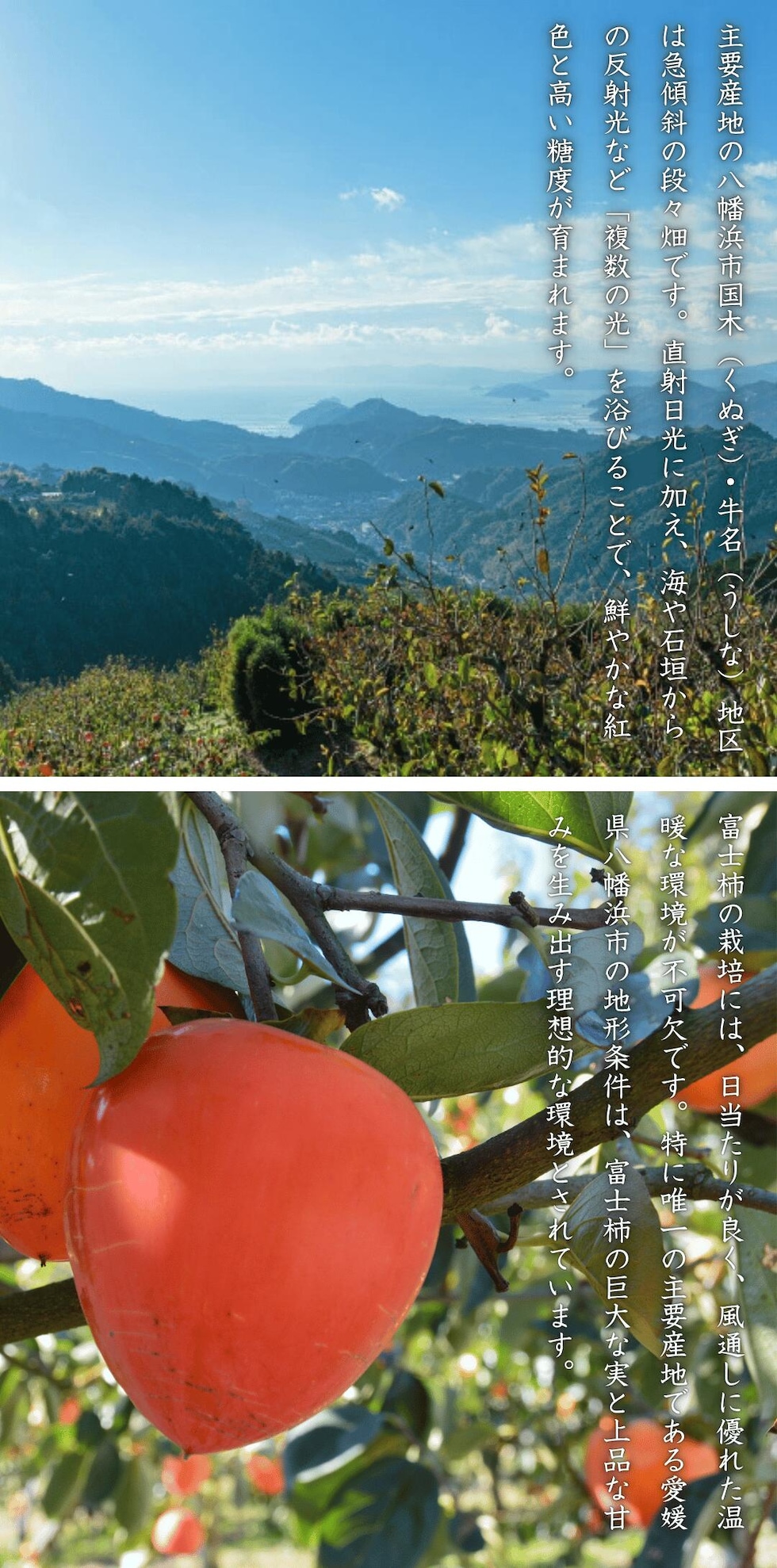 富士柿産地