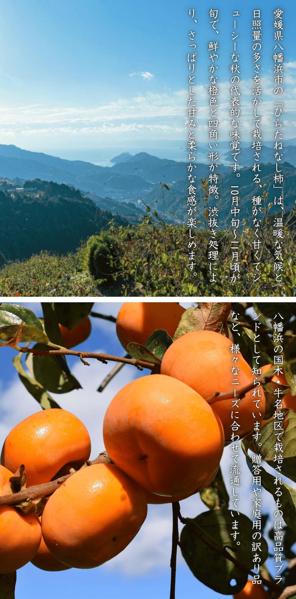 産地・八幡浜