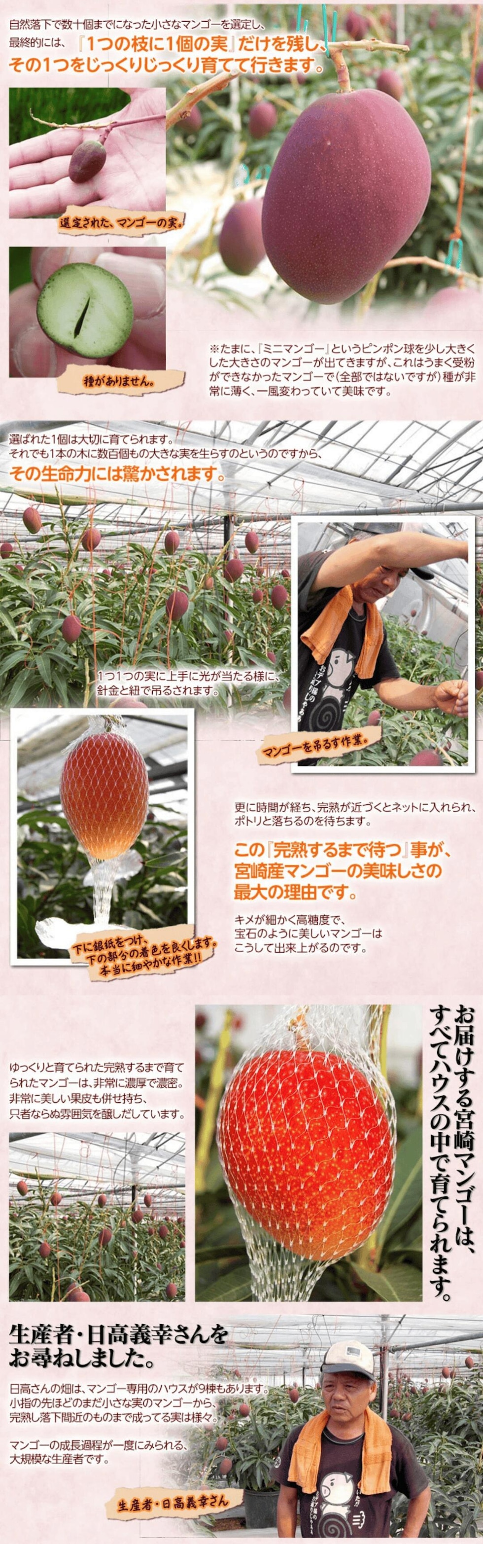 マンゴーの栽培について