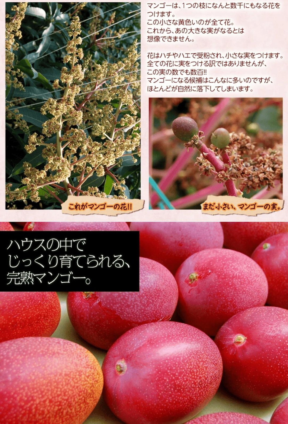 マンゴー栽培風景