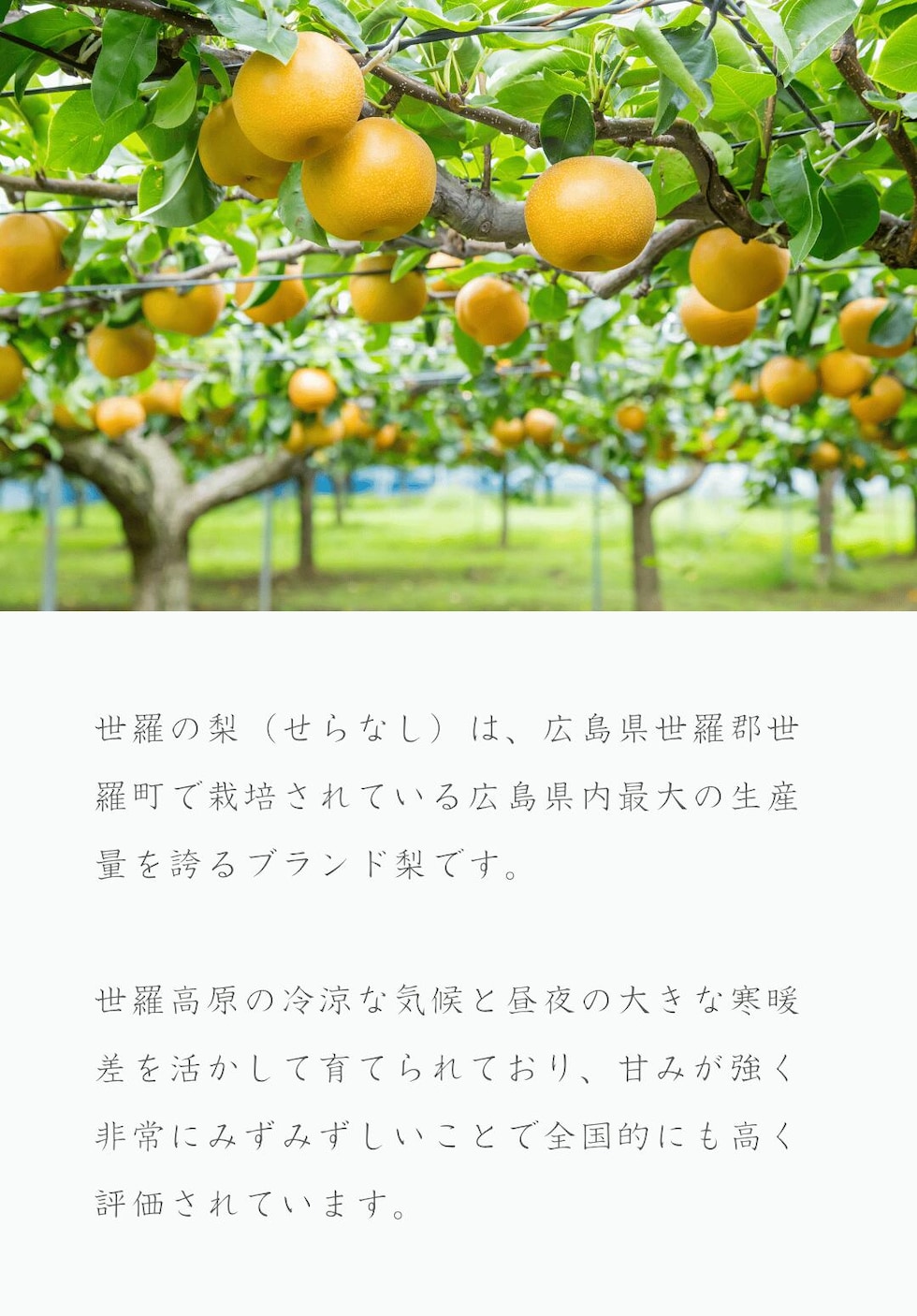 広島県のブランド梨