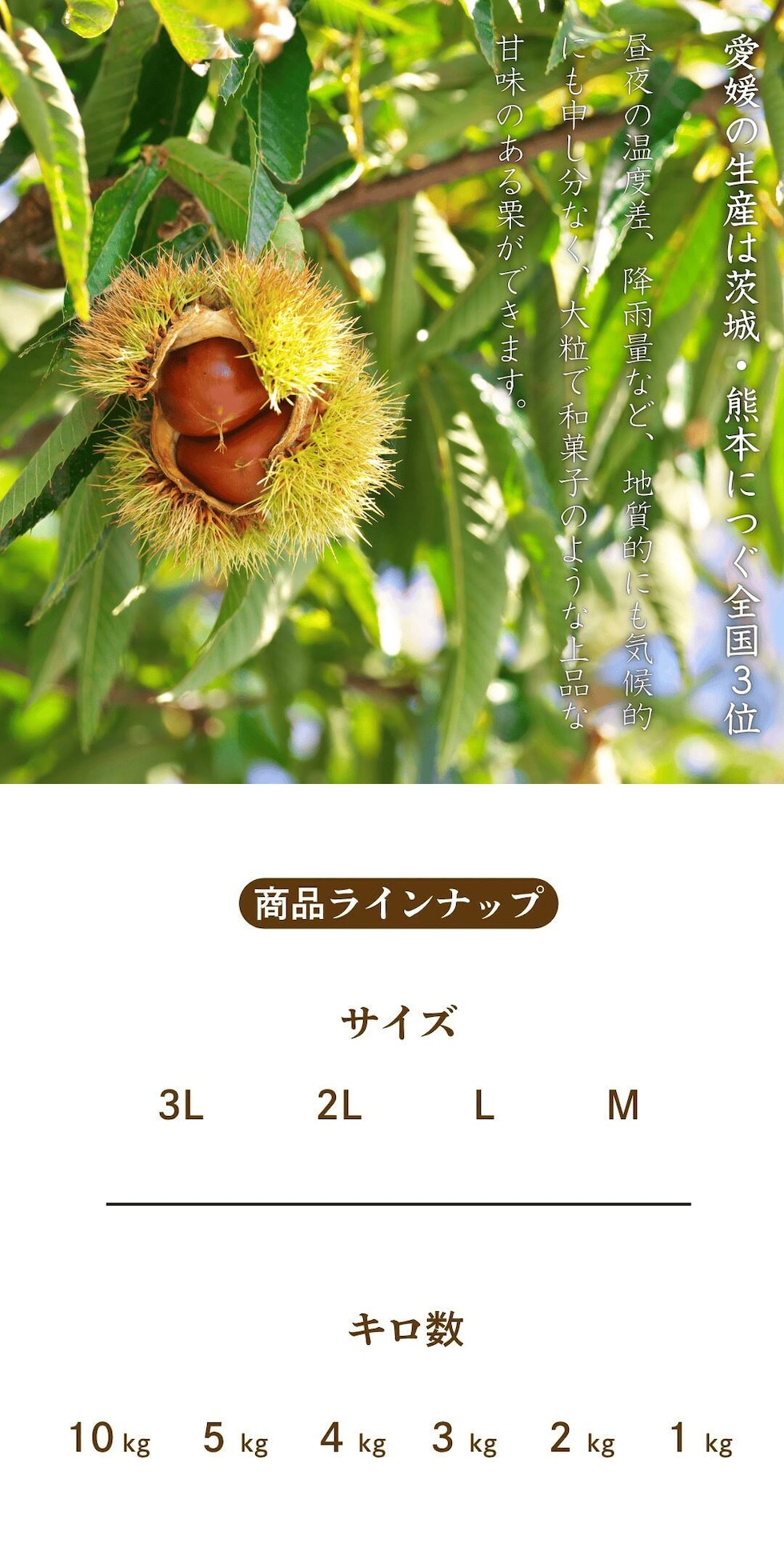 商品ラインナップ