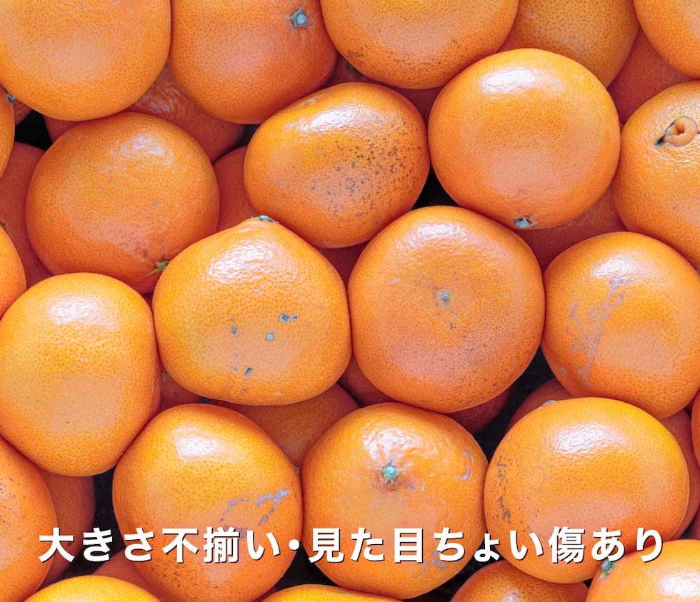 訳あり愛媛プリンセス