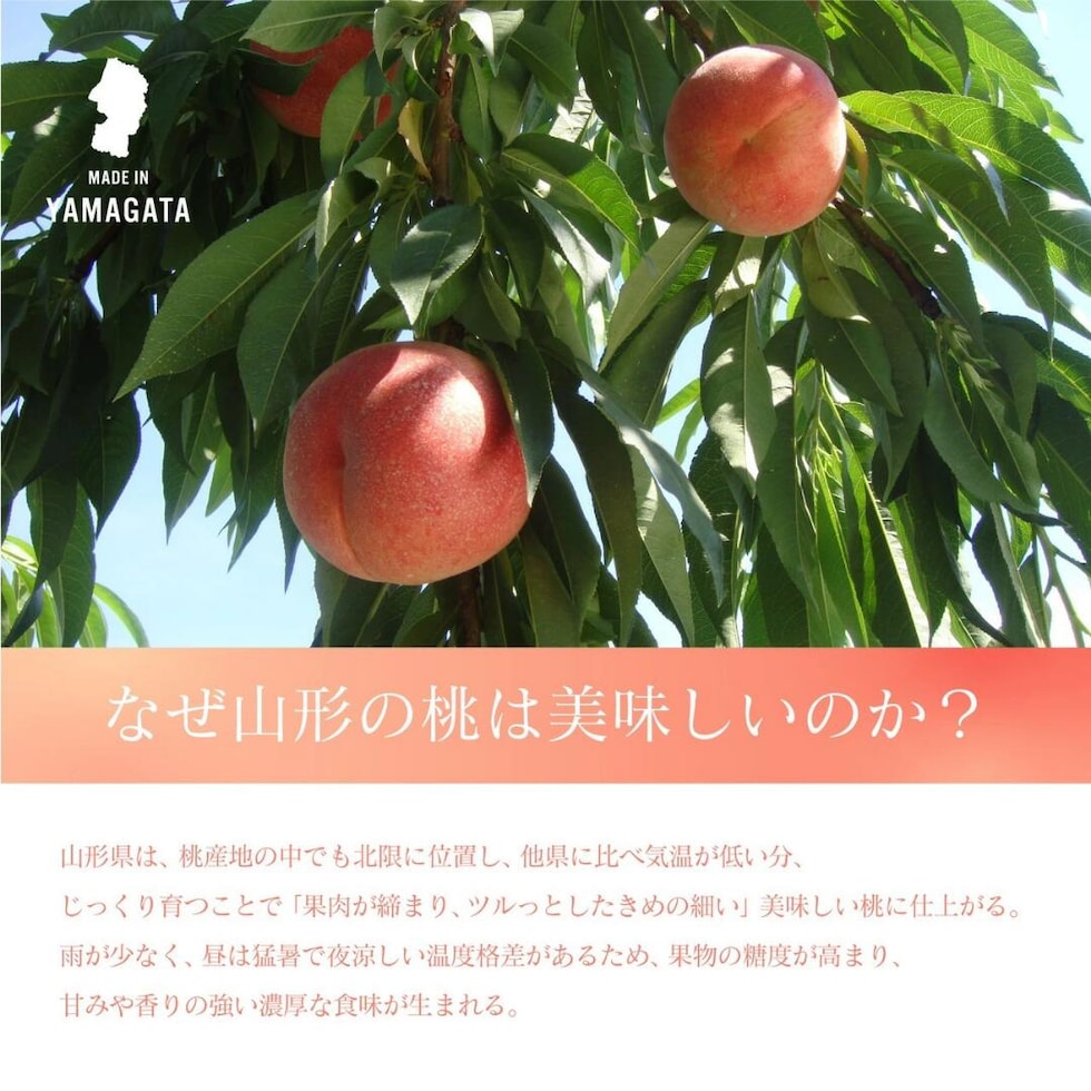 山形の桃・おいしさの秘訣