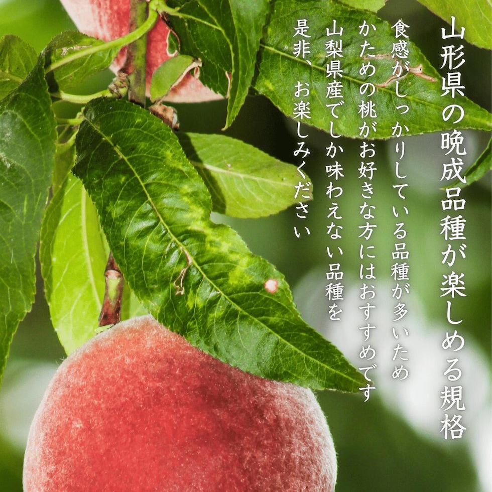 山形産の晩生品種