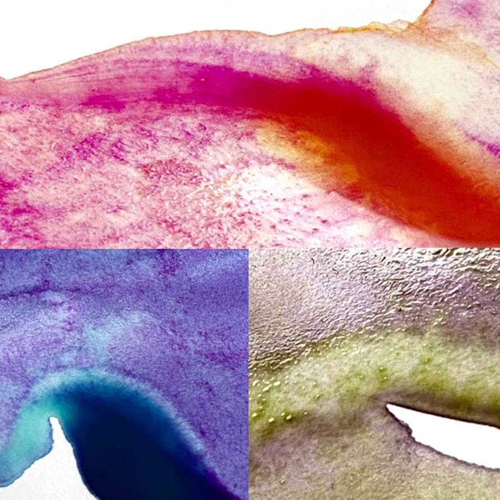 クレタケ 顔彩耽美 グラニュレーティングカラーズ2/5色セット (MC20GN2/5V) 分離色 グラニュレーション がんさい 絵具 絵の具