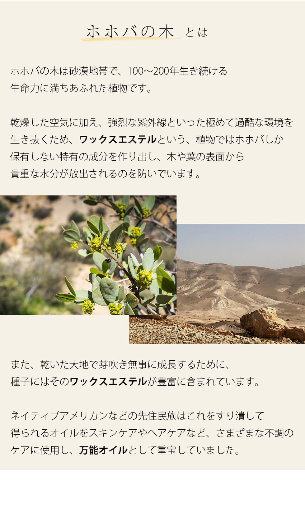 ホホバの木とは ホホバの木は砂漠地帯で、100?200年生き続ける生命力に満ちあふれた植物です。乾燥した空気に加え、強烈な紫外線といった極めて過酷な環境を生き抜くため、ワックスエステルという、植物ではホホバしか保有しない特有の成分を作り出し、木や葉の表面から貴重な水分が放出されるのを防いでいます。また、乾いた大地で芽吹き無事に成長するために、種子にはそのワックスエステルが豊富に含まれています。ネイティブアメリカンなどの先住民族はこれをすり潰して得られるオイルをスキンケアやヘアケアなど、さまざまな不調のケアに使用し、万能オイルとして重宝していました。