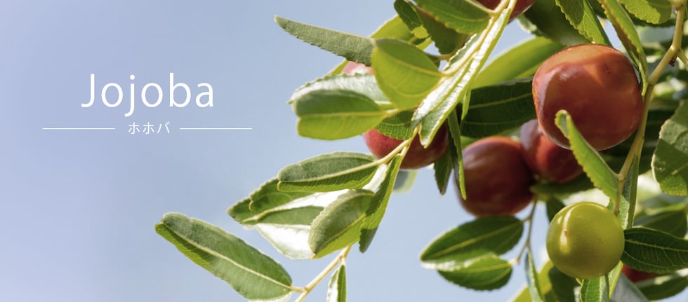 TOP画像 Jojoba ホホバ