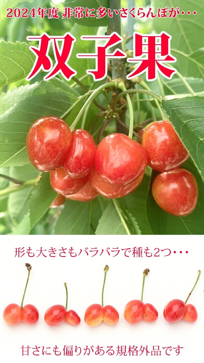山形県産 さくらんぼ 双子